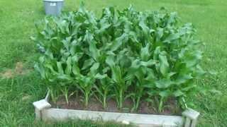 Corn and garden update! Growing 65 corn plants in a 4 by 4 raised bed!