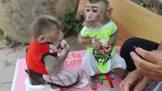 Monkey Bryan and Monkey Icy enjoy yummy rambutan and mangosteen