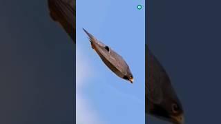 The Fastest Animal on Earth!