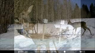 Ricke mit  Bockkitz  in der Winterwärme