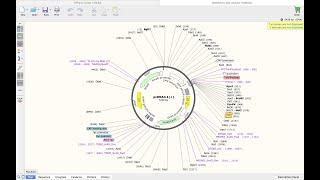 How to use Snapgene (Basic features explained).