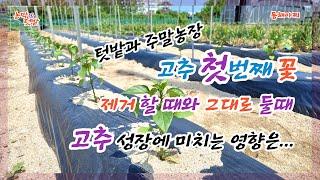 고추 첫번째 꽃 제거 할 때와 그대로 둘 때 고추 성장에 미치는 영향은?.Pepper 1st flower removal and pepper growth?