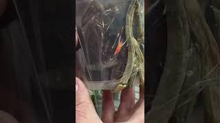 Приятные цены и красивые ОРХИДЕИ