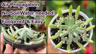 Best way to propagate Succulents for Beginners | Expect 100% great results 