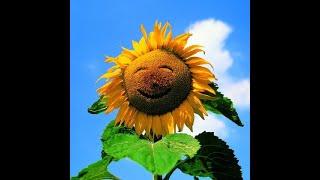 Grow your own sunflower