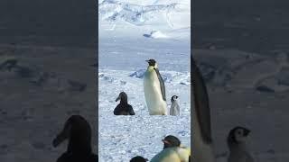 Baby Penguin Dodges Predators #survival #shorts #antartica #penguin #petrel