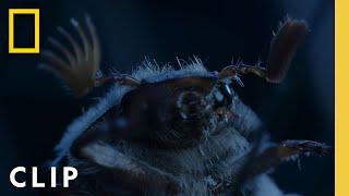 The Adventures of a Doodlebug | A Real Bug's Life | National Geographic