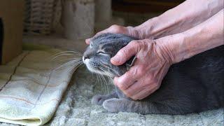 ばーばに撫でられるのが大好きな甘えん坊猫の一日