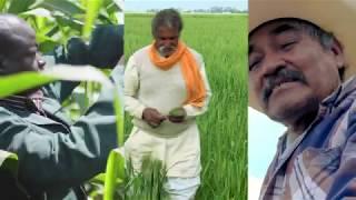 CIMMYT Experimental Stations in Mexico