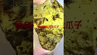 缅甸天然虫珀，恐龙爪子#缅甸琥珀 #虫珀 #恐龙 #琥珀