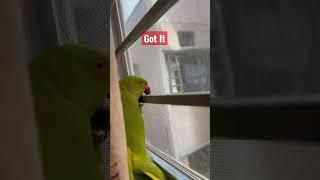 Got This Parrot From Window#shorts