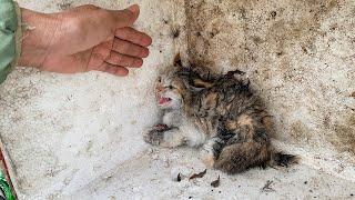 The kitten was betrayed and became aggressive, shrinking to protect itself, I adopted it