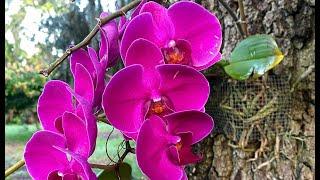 How to Mount Orchids to Oak Trees Outdoors