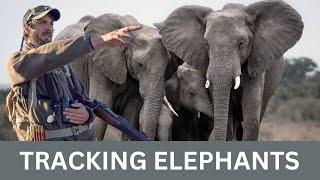 How to Approach African Elephants on Foot