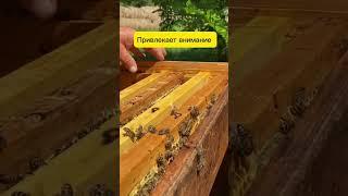 Пчела вверх брюшком  #пчеловодство #bee #honey #жизньвдеревне #мёд #пчёлы #одинденьиз