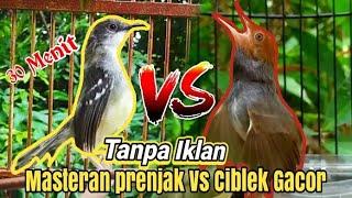 30 Menit Tanpa Intro Masteran Prenjak Vs Ciblek Gacor dor Brem Rapat Tanpa Jeda