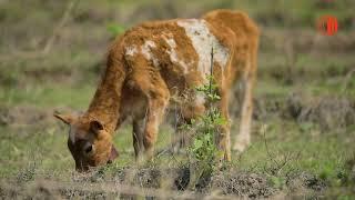 Protecting farmers' livelihoods through LSD vaccination