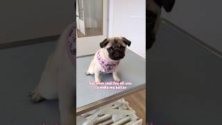Mosy is SICK and has to go to the VET  ‍️ #pug #puppy #dog