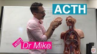 Adrenocorticotropic Hormone (ACTH) | Adrenal Gland