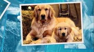 Golden Retriever Pups Te Koop