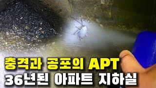 36년된 아파트 지하실을 가봤더니 온갖 해충이 바글바글합니다