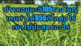 ข้าวมะลิ105รวงใหญ่มากใช้ปุ๋ยสูตรไหนเคยทำได้856กก.ต่อไร่