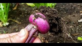 When to Harvest Turnips? Salad Turnips vs Regular Turnips