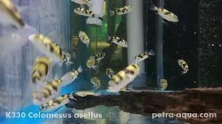 K330 Colomesus asellus Petra-Aqua