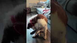 #shortvideo#dog #mydogchannel #funny #petschannel #yourdog #funnydogs#dogchannel