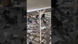 Питомник ￼ голуби России #голуби #pigeon #птицы #хочувтренды