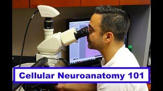 Basic Cellular Neuroanatomy