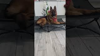 AKC Virtual Home Manners - Shadow the Shepherd