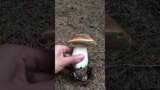 Білі Гриби просто Казка