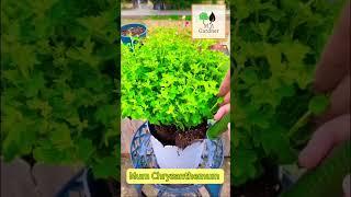 Winter flowering plant mum chrysanthemum mini minimum temp 40c to -40c stand ||MA Gardner