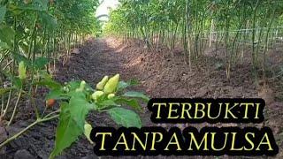 TANPA MULSA TANAMAN CABAI LEBIH SUBUR DAN BUAH LEBAT || TERBUKTI LEBIH EFISIEN ‼️