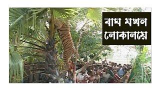 বাঘের তান্ডব গ্রামে ঢুকে ।। Tiger in Village || Tiger II Ancholik Tv