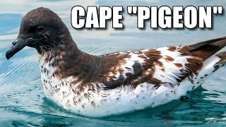 Cape Petrel Facts: the Cape PIGEON  Animal Fact Files