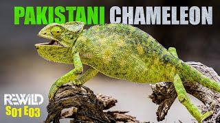 Asian Chameleon / Indian Chameleon – The Silent Assassin