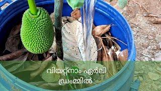 Vietnam Early Jackfruit In Drum |  വിയറ്റ്നാം ഏര്ലി പ്ലാവ് ഡ്രംമ്മിൽ #farmingvlogs