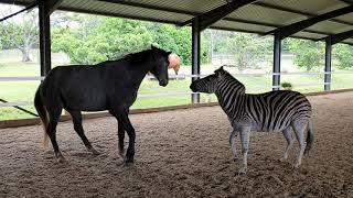 Ru and Stan playing, complete with squeaky zebra sound effects