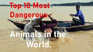 The Top 10 Deadly Creatures – Beware and Stay Safe!