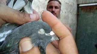 Ferozpuri Pigeons I Indian Ferozpuri I Pakistani Ferozpuri Kabotar