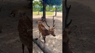 Nara, Japan is the most magical place! #nara #narajapan #naradeer #naradeerpark #japan