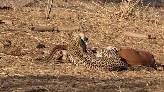 Mwagusi Safari Camp - Leopard kill 2019