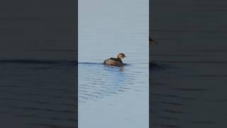 Little Grebe on tour #bird #naturschutz #nature #birdlovers #shortsfeed #birds #shorts #viral