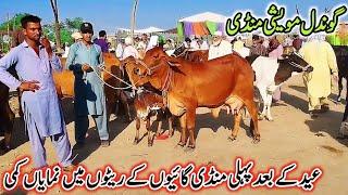 24-06-2024 Milikng cows Fresh Rate on Gondal Mandi!Today Gondal Mandi latest update!#cow #farming