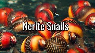 Species Spotlight: Nerite Snail