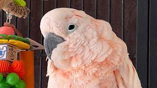 Mander, The gentle giant Cockatoo.