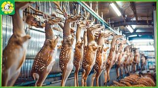  How Farmers Raise Millions of Deer to Get Antlers | Food Factory