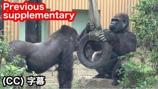 English communication with the Kyoto City Zoo is possible. Gorilla . Momotaro family